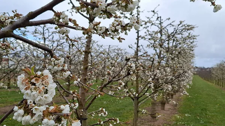 Im Kirschanbaugebiet rund um Ockstadt haben die frühen Kirschsorten bereits vor einer Woche zu blühen begonnen. Bild: Stabsstelle Presse und Öffentlichkeitsarbeit.