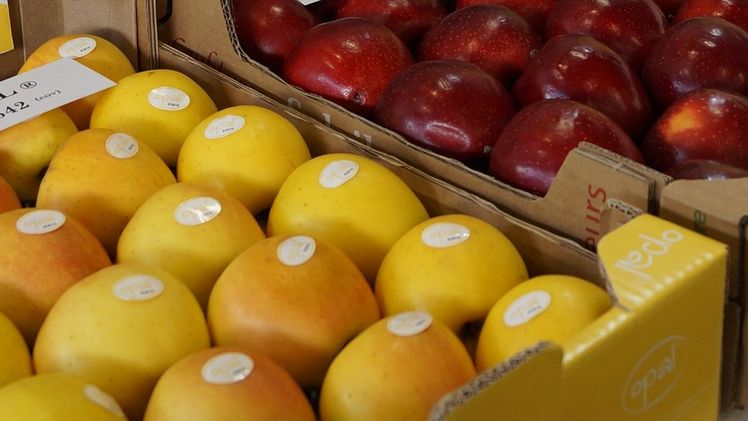 29% der Obstausgaben fielen in Sachsen-Anhalt auf Stein- und Kernobst wie Äpfel und Birnen. Bild: GABOT.
