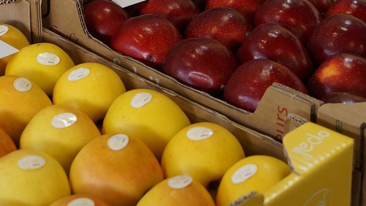 Wieder Obst und Gemüse für Schulen. Bild: GABOT.