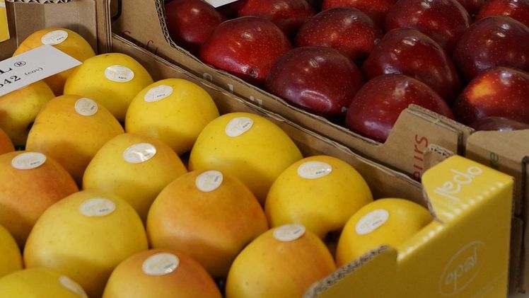 In Europa sind die Apfelbestände im Vergleich zu 2021 um 13,1% auf 2.180.415 Tonnen gestiegen. Bild: GABOT.