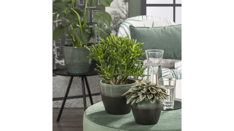 Die hochwertigen Keramik-Übertöpfe sind Made in Germany und 100% wasserdicht. Bild: Scheurich.