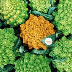 „Amoresco®“, HM.CLAUSE SAS, Frankreich. Bild: FRUIT LOGISTICA.