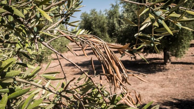 Xylella fastidiosa hat verheerende Auswirkungen auf die europäische Landwirtschaft. Bild: EFSA.