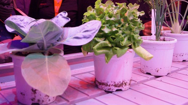 Diskussion über die Anwendung der Genschere in der Pflanzenzüchtung. Bild: GABOT.