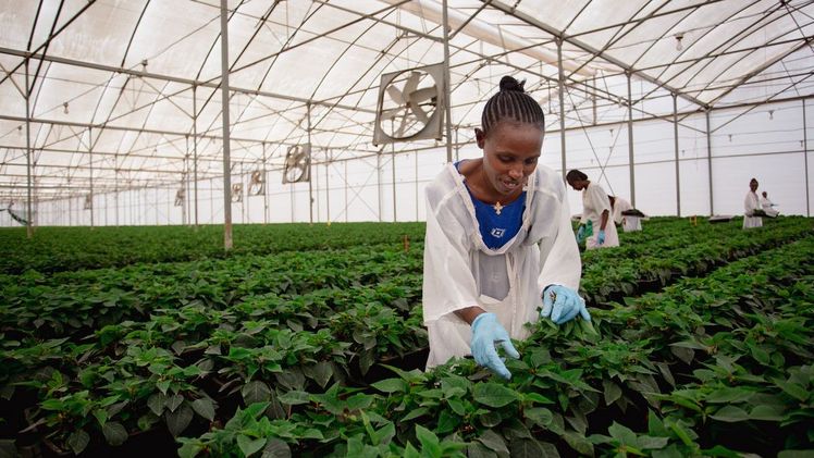 Gärtnerin auf Stecklingsfarm. Bild: (c) Fairtrade / Hilina Abebe.