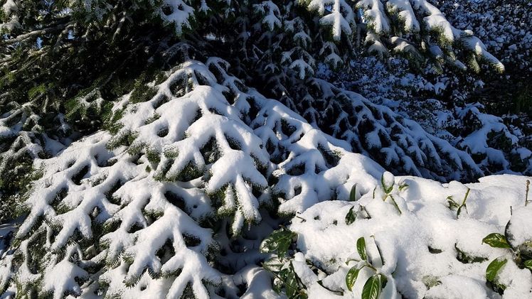 Im Tiefland reichte es in diesem Winter nur für kurze Schneegastspiele. Bild: GABOT.