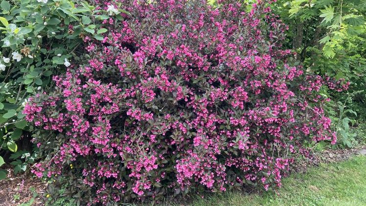 Der Sortenschutz für Weigelia 'Alexandra' wurde nun bis Ende 2027 verlängert. Bild: Plantipp B.V..