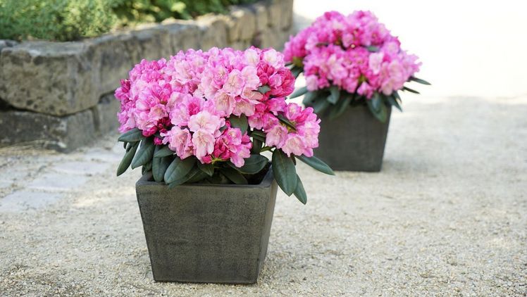 Auffällige Blüten - die Easydendron®-Sorte Polaris. Bild: Easydendron®.