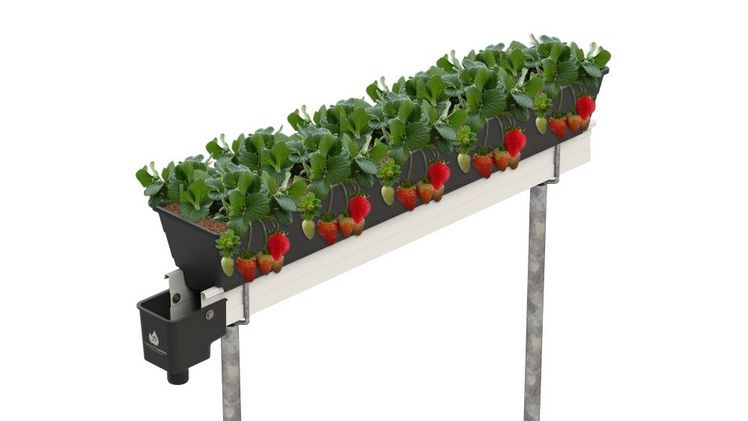 Fortschrittliches hydroponisches Anbausystem für den Erdbeeranbau. Bild: Hydroponic Systems.