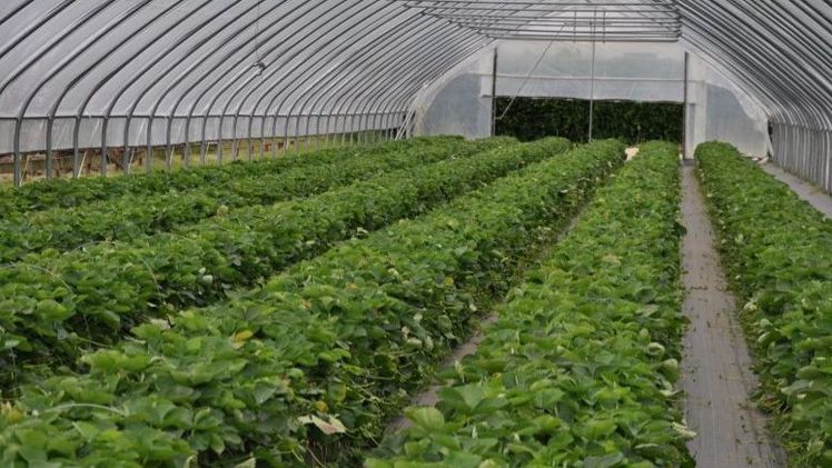 Die ersten Erdbeeren in Niedersachsen sind reif. Bild: Landvolk.