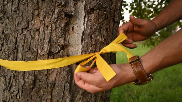 Für das Ernteprojekt „Gelbes Band“ sucht das ZEHN wieder Obstbaumeigentümer*innen, die ihr überschüssiges Obst mit anderen teilen möchten. Bild: ZEHN.