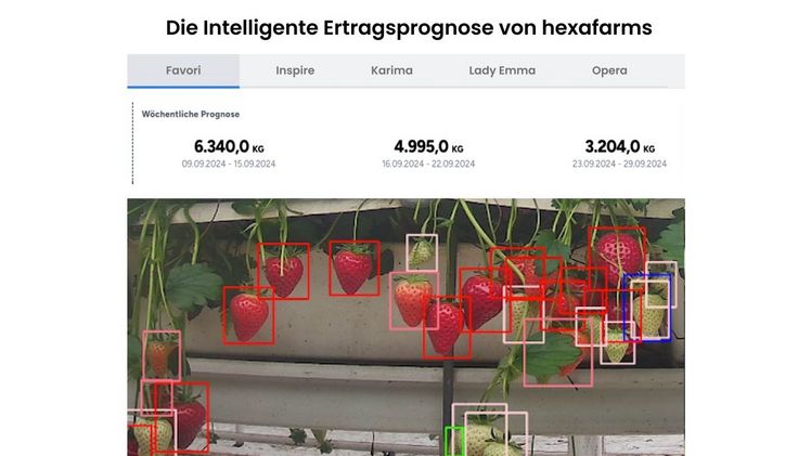 Intelligente Ertragsprognose für Erdbeeren und anderem Beerenobst im Tunnel. Bild: hexafarms.