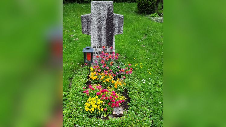 Leuchtend bunte Kombination aus zweifarbigem Goldlackim Hintergrund, orangen und gelben Stiefmütterchen und pinken Bellis. Bild: TBF.