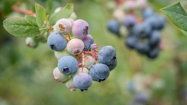 Heidelbeeren wachsen auf der Versuchsstation für Beerenobst der Landwirtschaftskammer Niedersachsen in Langförden (Stadt Vechta) heran. Mit 2.249 Hektar Anbaufläche ist Niedersachsen das Hauptanbaugebiet für Heidelbeeren in Deutschland. Archivfoto: Ehrecke/Landwirtschaftskammer Niedersachsen.