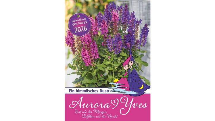 Die Gartenpflanze des Jahres 2026: Das Ziersalbei-Duo "Aurora & Yves". Bild: © Blumenmarketing Austria.