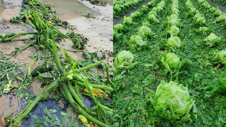 Hagel an Zucchini in Kematen und an Kopfsalat in Kematen. Bild: ÖHV.