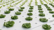 Salatfeld auf Wasser. Foto: Agrobusiness Niederrhein.