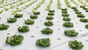 Salatfeld auf Wasser. Foto: Agrobusiness Niederrhein.