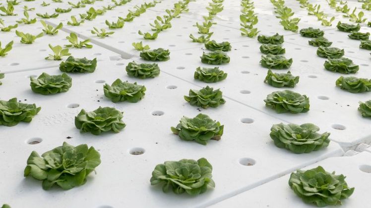 Salatfeld auf Wasser. Foto: Agrobusiness Niederrhein.