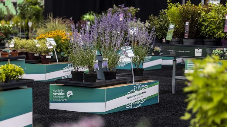 Präsentation der Besten Neuheit. Bild: PLANTARIUM|GROEN-Direkt. Präsentation der Besten Neuheit. Bild: PLANTARIUM|GROEN-Direkt.