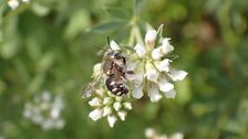 Punktierte Wollbiene (Anthidium punctatum), Fundort: Botanischer Garten Berlin. Bild: © Botanischer Garten Berlin, R.Lücking.