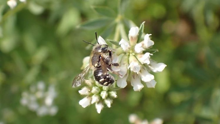 Punktierte Wollbiene (Anthidium punctatum), Fundort: Botanischer Garten Berlin. Bild: © Botanischer Garten Berlin, R.Lücking.