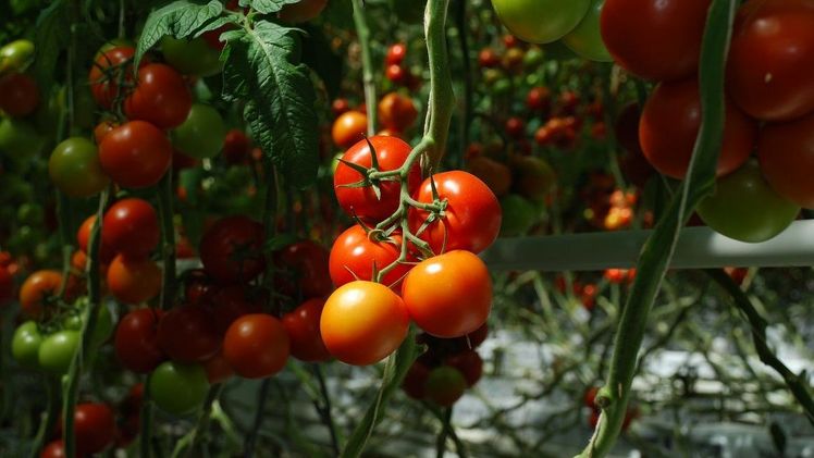 Schweizer Tomaten mit guter Umweltbilanz.