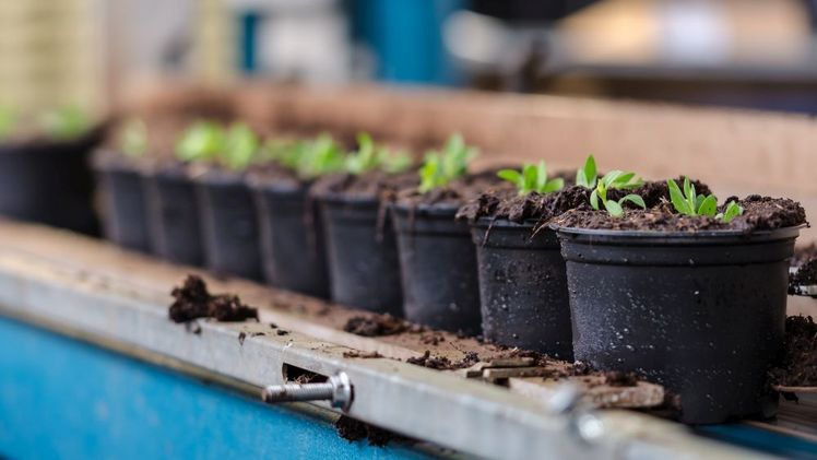 Die Fachgruppe wagt einen Blick hinter die Kulissen bei Emsflower. Bild: © Emsflower.