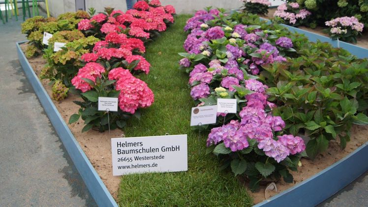 IGA Berlin 2017: Zwei Große Goldmedaillen für Helmers.