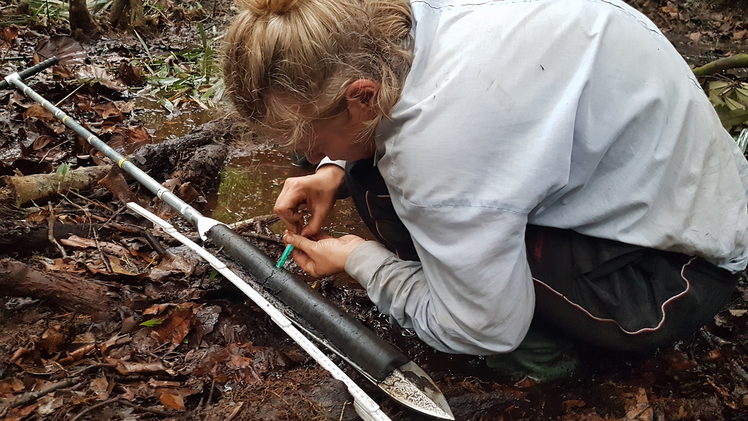 Dr. Johanna Menges (MARUM, Bremen) beim Beproben eines Torfkerns aus der Cuvette Congolaise während der Expedition im Frühjahr 2022. Bild: Mélanie Guardiola, CEREGE.