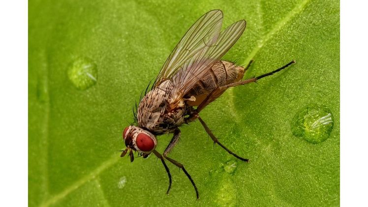 Die Rübenfliege ist ein verbreiteter Schädling der Zuckerrübe. Foto: © Shahinoor Rahman.