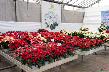 Impressionen von den Open Days bei Lazzeri. Bild: Lazzeri.