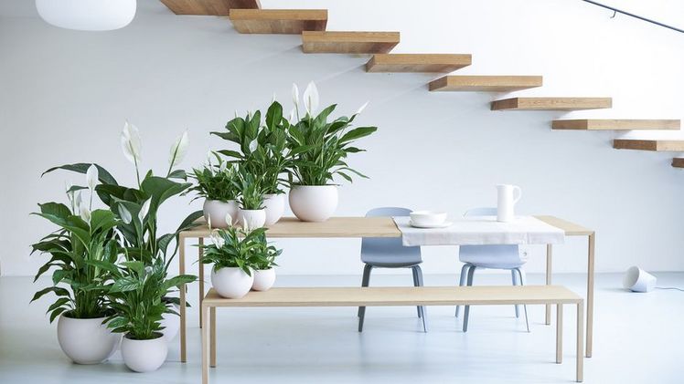 Einblatt: Zimmerpflanze des Monats Mai 2020. Bild: Blumenbüro Holland. 