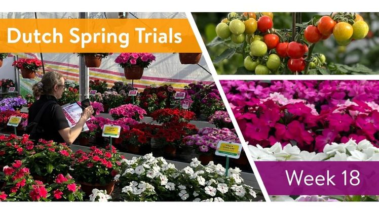 Die neuesten Topf- und Beetpflanzen in Woche 18 zu entdecken. Bild: Fleuroselect.
