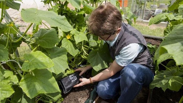 Prof. Dr. Silke Heßberg mit einer Wärmespeichermatte für Pflanzen, die zu einer Optimierung von Wurzeltemperaturen von Pflanzen und damit zur Verkürzung der Vegetationszeit führen können. Bild: WHZ/Helge Gerischer