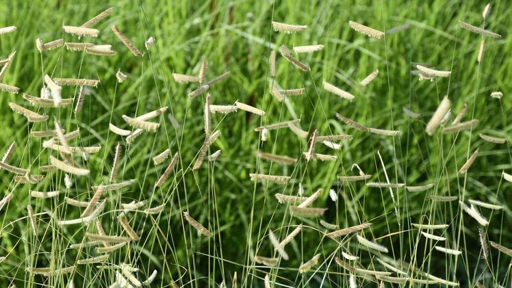 Bouteloua gracilis 'Blonde Ambition'. Bild: Gartenbauverband Berlin-Brandenburg e.V.