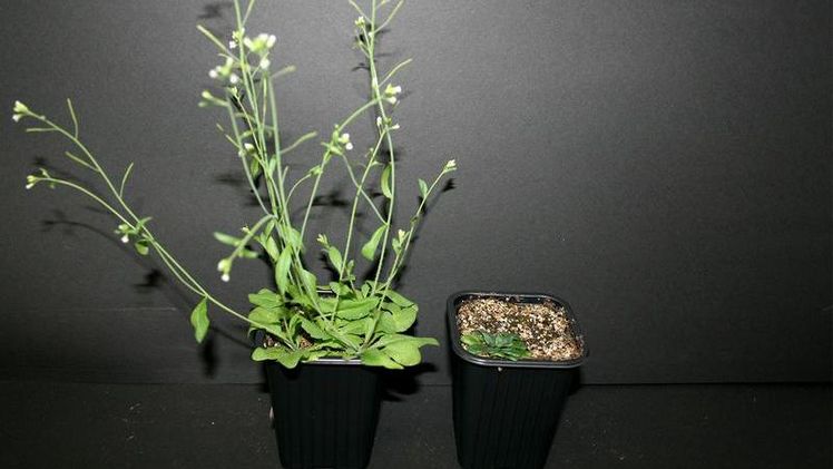 Arabidopsis-Pflanzen in der Wachstumskammer. Bild: Institut für Pflanzenbiologie/TU Braunschweig.
