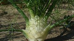 Frischer Knollenfenchel aus dem Rheinland wird je nach Witterungsverlauf noch bis Anfang November angeboten. Bild: Sabine Weis.