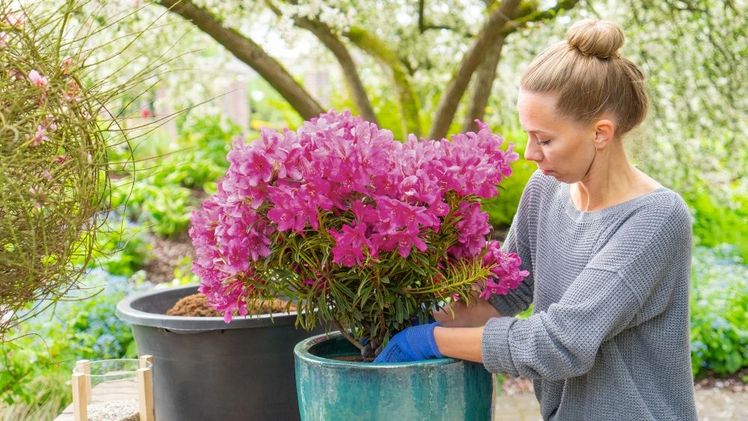 Grazeasy® ist für den Kübel geeignet. Bild: Grazeasy®/INKARHO®.