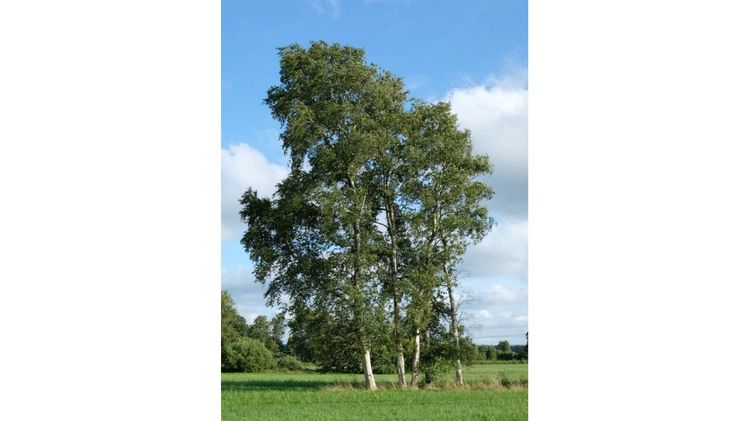 Die Moor-Birke, Baum des Jahres 2023 / Bild: Rudolf Fenner.