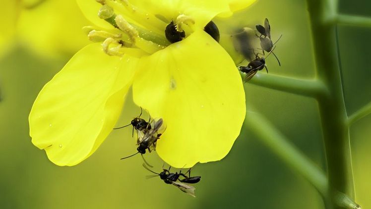 Schlupfwespen an einer Raps-Blüte. Diese helfen bei der biologischen Schädlingsbekämpfung in der Landwirtschaft. Eine vielfältige Landwirtschaft hilft, solche natürlichen Gegenspieler zu fördern. Bild: LIB, Scherber.