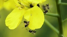 Schlupfwespen an einer Raps-Blüte. Diese helfen bei der biologischen Schädlingsbekämpfung in der Landwirtschaft. Eine vielfältige Landwirtschaft hilft, solche natürlichen Gegenspieler zu fördern. Bild: LIB, Scherber.
