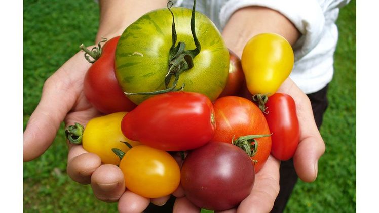 Tomatenvielfalt. Bild: BLE.