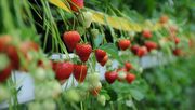 Bayer erweitert sein führendes Obst- und Gemüsegeschäft um Erdbeeren. Bild: Bayer AG.