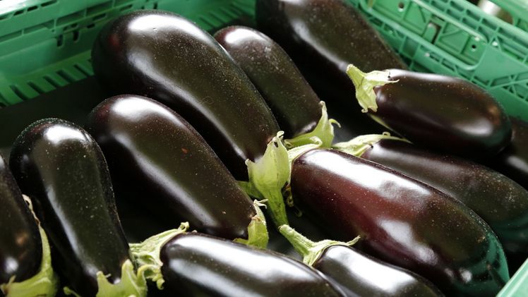 Von April bis Oktober dauert die Saison der Schweizer Auberginen. Bild: ji. 