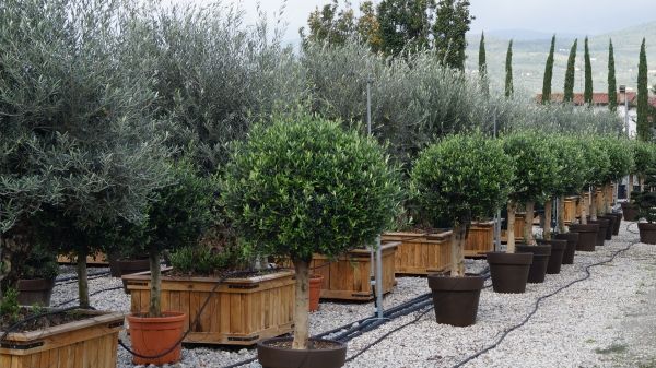 Besonders gefährdet sind mediterrane Gehölze. Bild: GABOT.