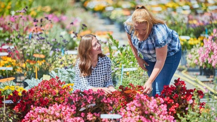 Von der Vision zum High-End-Produkt: Jede Pflanze wird genau beobachtet, um Qualität, Wuchs und Aussehen zu perfektionieren. Bild: GMH.