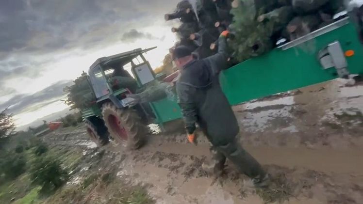 Massive Regenfälle belasten den Weihnachtsbaumtransport. Bild: IGW.