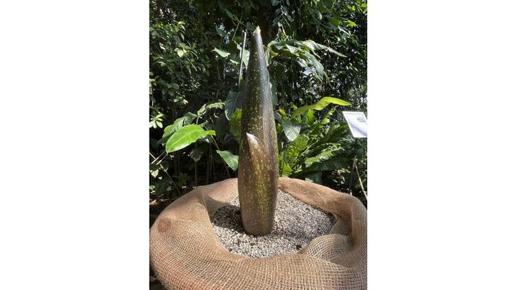 Titanenwurz (Amorphophallus titanum), Blütenstand (Knospe) im Botanischen Garten Berlin, 11.06.2025. Bild: © Botanischer Garten Berlin.