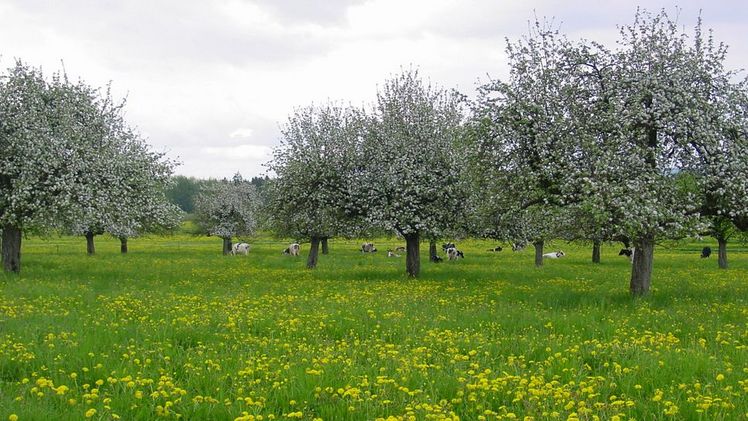 Eröffnung des Obstbaumlehrpfads im Flurneuordnungsverfahren Münsingen-Rietheim. Bild: MdL.